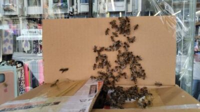 Bal üretiminden kaçan kraliçe arı şehir merkezine geldi, peşinden gelen