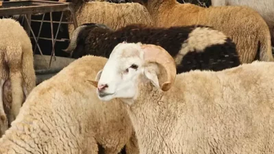 Ağır kuraklık ve hayvan varlığındaki azalma nedeniyle Fas’ta Kurban Bayramı