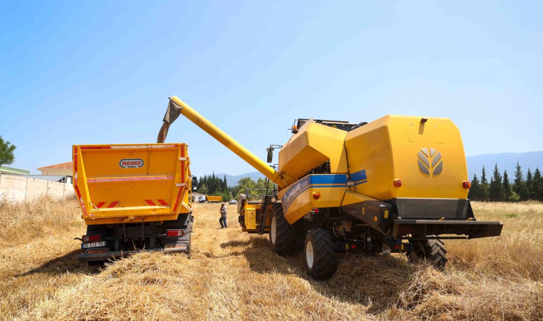 Buca Belediyesi, yılın ilk buğday hasadını yaptı. 
