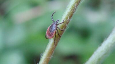 Kurban Bayramı'nda piknikte kene yapışan 65 yaşındaki Ali Şimşek, KKKA