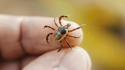 Sivas’ta vücuduna kene yapışan 1 kişi KKKA nedeniyle hayatını kaybetti.
