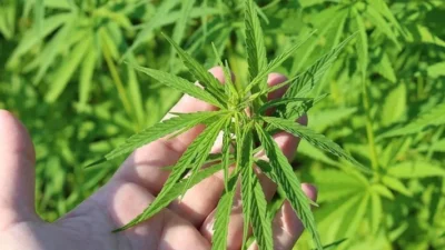 AK Parti tarafından Meclis'e sunulan yeni kanun teklifi, tıbbi kenevir