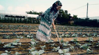 Tarımsal üretim hızla düşüyor, çiftçi borç yükü altında eziliyor. Uzmanlara
