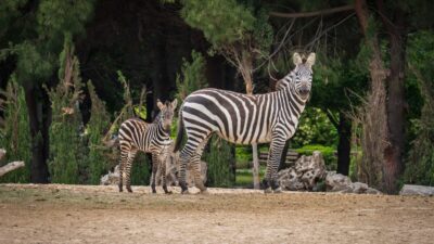 İzmir Büyükşehir Belediyesi Doğal Yaşam Parkı, Kurban Bayramı süresince ziyarete