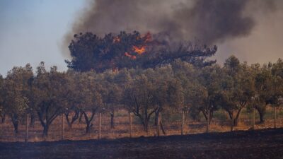 İzmir’de son bir ayda çıkan orman yangınlarında 26 bin 260
