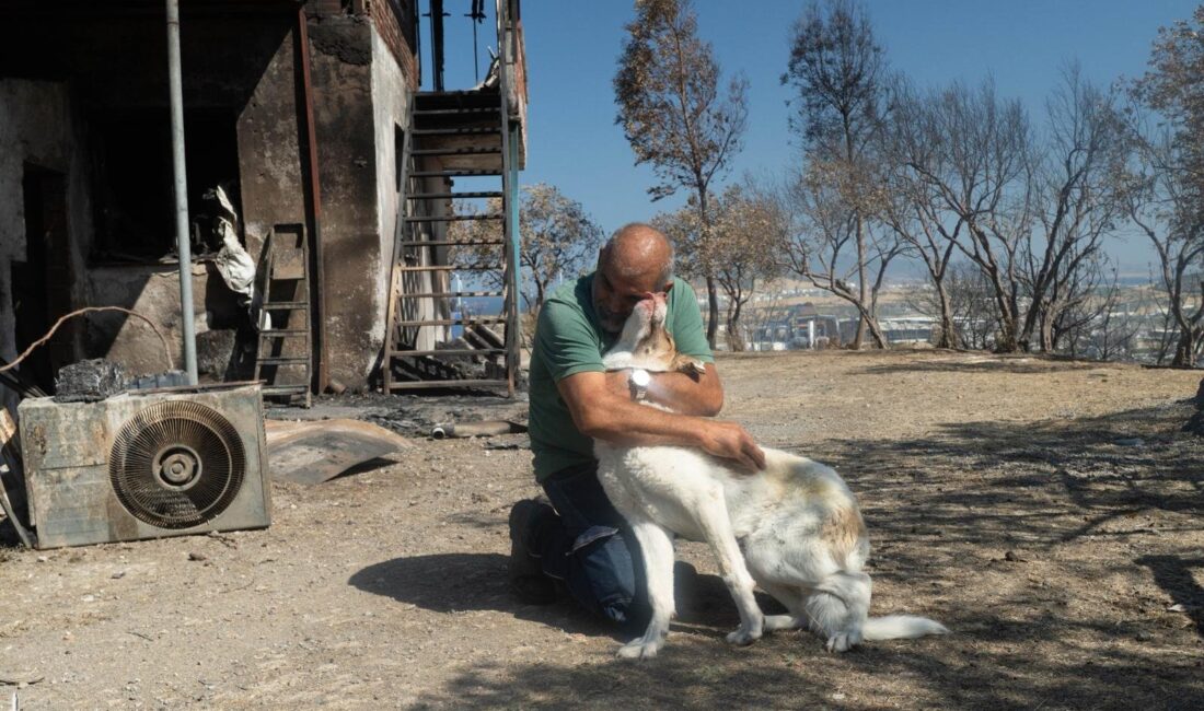 Aliağa’daki yangında yaralanan sahipsiz köpek, tedavi sonrası yıllardır onu besleyen