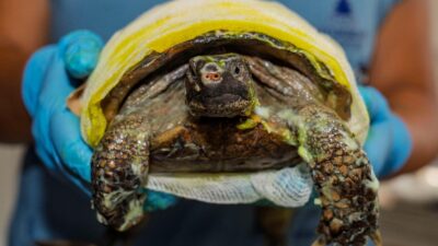 Kültürpark Küçük Hayvan Polikliniği’nde yanık kremi ve düzenli pansumanlarla tedavi