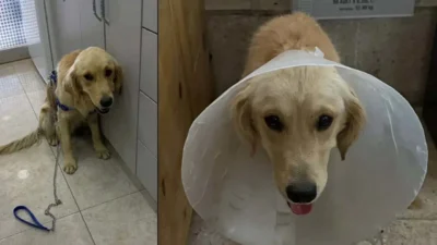 Balıkesir ve İzmir’de denize girdiği için hapsedilen hayvanlar, hastalık ve