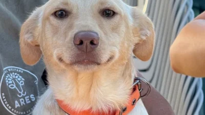 İzmir'de orman yangınından kurtarılan ve mutlu surat ifadesiyle gönüllerde taht