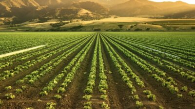 Kuraklık, düşen baraj seviyeleri ve vahşi sulama... İzmir’de tarımsal üretim