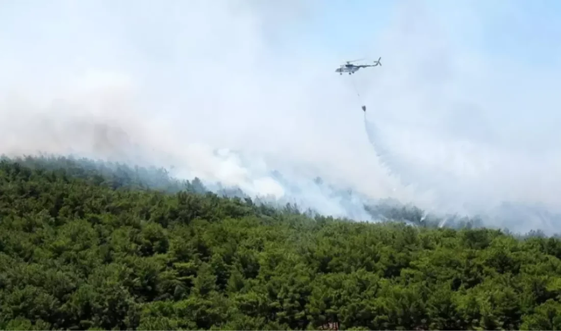 Urla ilçesinde ormanlık alanda çıkan yangın paniğe neden oldu. Naipli