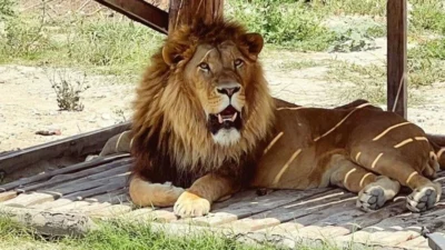 Antalya’nın Manavgat ilçesinde bulunan ‘Aslan Diyarı’ adlı hayvan parkından kaçan