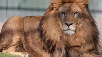 Manavgat'ta özel bir hayvan parkından kaçan erkek aslan, bölgede korku