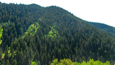 Meclis’te kabul edilen yasa teklifiyle ormanlarda ücretsiz maden aramasına izin