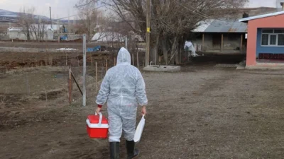 Kars ve Ardahan’dan sonra Artvin’in yaylalarına da yayılan şap hastalığı