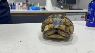 Bursa’daki büyük orman yangınından ağır yanıklarla kurtarılan bir kaplumbağa, tedaviye