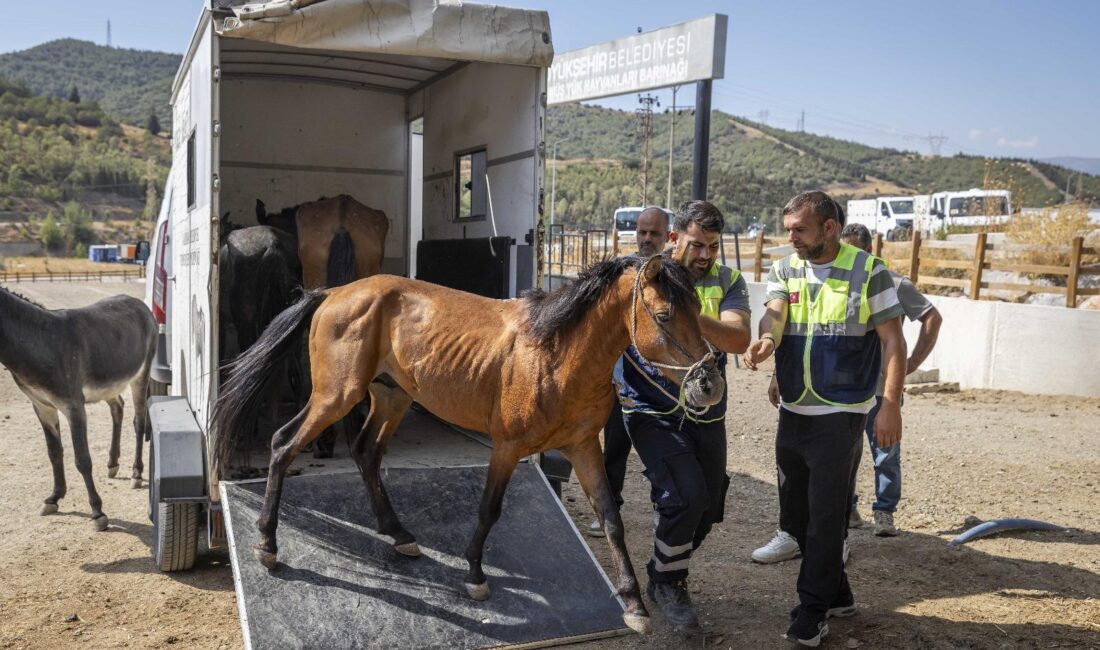 İzmir Büyükşehir Belediyesi ekipleri, ihbar üzerine Buca'daki bakımsız haralara operasyon