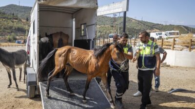 İzmir Büyükşehir Belediyesi ekipleri, ihbar üzerine Buca'daki bakımsız haralara operasyon