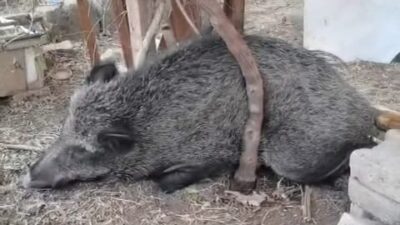 İzmir Büyükşehir Belediyesi ekipleri, ateşli silahla yaralandığı belirlenen bir domuzu,