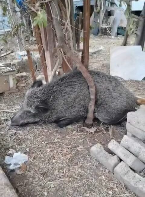 İzmir Büyükşehir Belediyesi ekipleri, ateşli silahla yaralandığı belirlenen bir domuzu,
