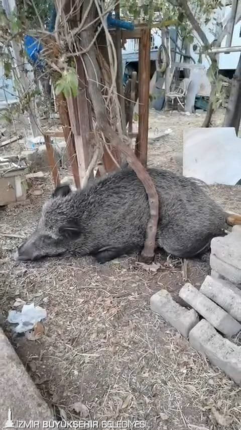 İzmir Büyükşehir Belediyesi ekipleri, ateşli silahla yaralandığı belirlenen bir domuzu,