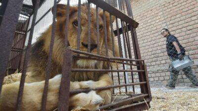 Aalborg Hayvanat Bahçesi, tavşan ve gine domuzu gibi küçük evcil