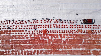 Şanlıurfa’da kuraklık, hem taze hem kurutmalık domateste verimi düşürdü. Üretim