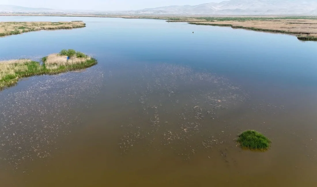 Türkiye’nin 12’nci büyük gölü olan Eber Gölü’nde tehlike çanları çalıyor.