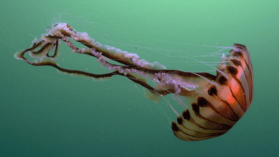 Fransa’da bir nükleer santraldeki enerji üretimi ‘denizanaları’ sebebiyle durdu. Santraldeki