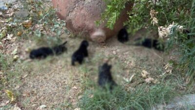 Selçuk’un Belevi Mahallesi’nde 10 köpek ve 5 kedi ölü bulundu.