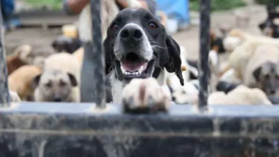 İstanbul Valiliği, vatandaş güvenliği ve kamu düzenini gerekçe göstererek sahipsiz