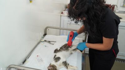 İzmir Büyükşehir Belediyesi’nin mobil kısırlaştırma aracıyla, sokakta yaşayan kedilerin sağlığı