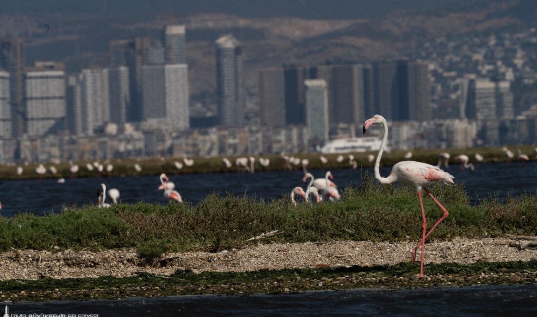 İzmir Büyükşehir Belediyesi iştiraklerinden İZDENİZ’in düzenlediği Flamingo Yolu tekne turları,