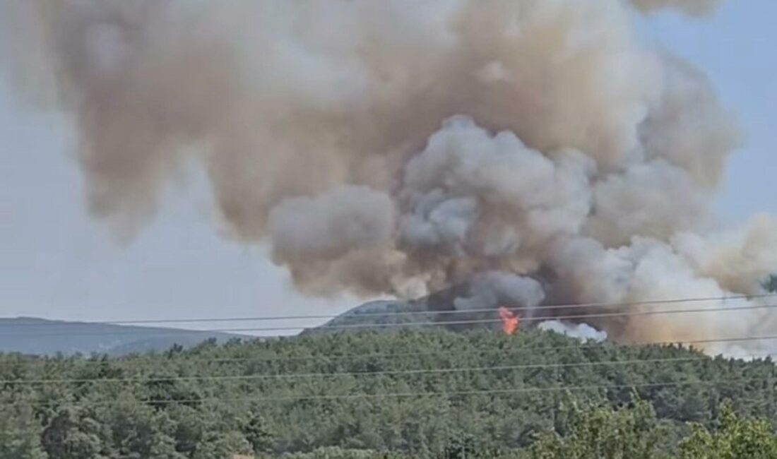 İzmir'in Menderes ilçesinde çıkan orman yangınına havadan ve karadan müdahale