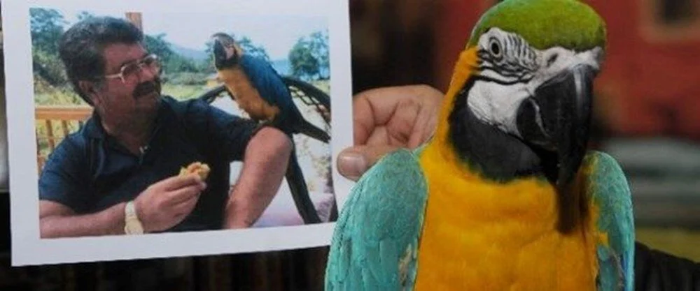8. Cumhurbaşkanının meşhur papağanı Cabbar, 28 yıllık sahibinin yanından ikinci