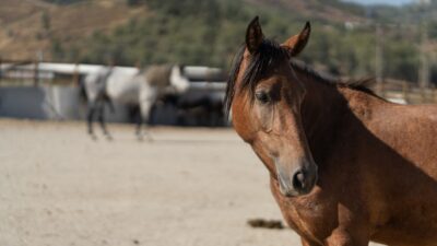 İzmir Büyükşehir Belediyesi Yükten Düşmüş Binek Hayvanları Rehabilitasyon Merkezi'nde sahipsiz