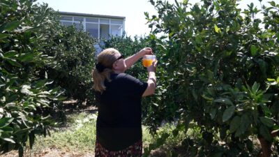 İzmir Büyükşehir Belediyesi, özellikle turunçgillerde görülen Akdeniz meyve sineğine karşı