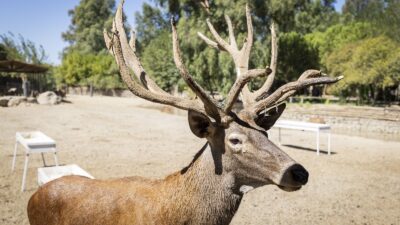 İzmir’de yaralı olarak bulunduktan sonra İzmir Büyükşehir Belediyesi Doğal Yaşam