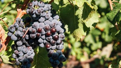 İzmir, Avrupa Konseyi’nin bağcılık mirasını koruyan “Iter Vitis Rotaları Ağı”na