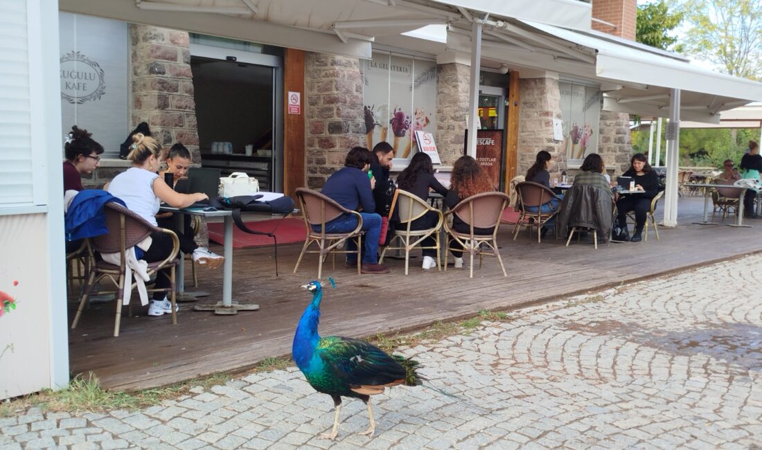 Tasarımcılar, hayvanların refahı için işbaşında! İzmir Doğal Yaşam Parkı’nda davranış zenginleştirme atölyesi İzmir Büyükşehir Belediyesi Akdeniz Akademisi tarafından bu yıl “Dirlik” temasıyla
