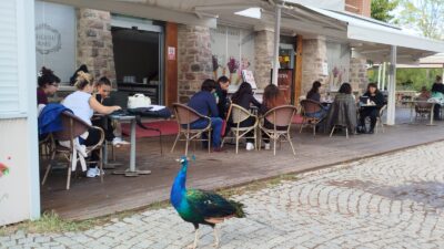 İzmir Büyükşehir Belediyesi Akdeniz Akademisi tarafından bu yıl “Dirlik” temasıyla