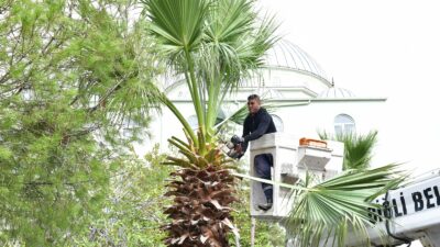 Çiğli Belediyesi, ağaç budama ve çevre düzenlemesiyle hem doğayı koruyor