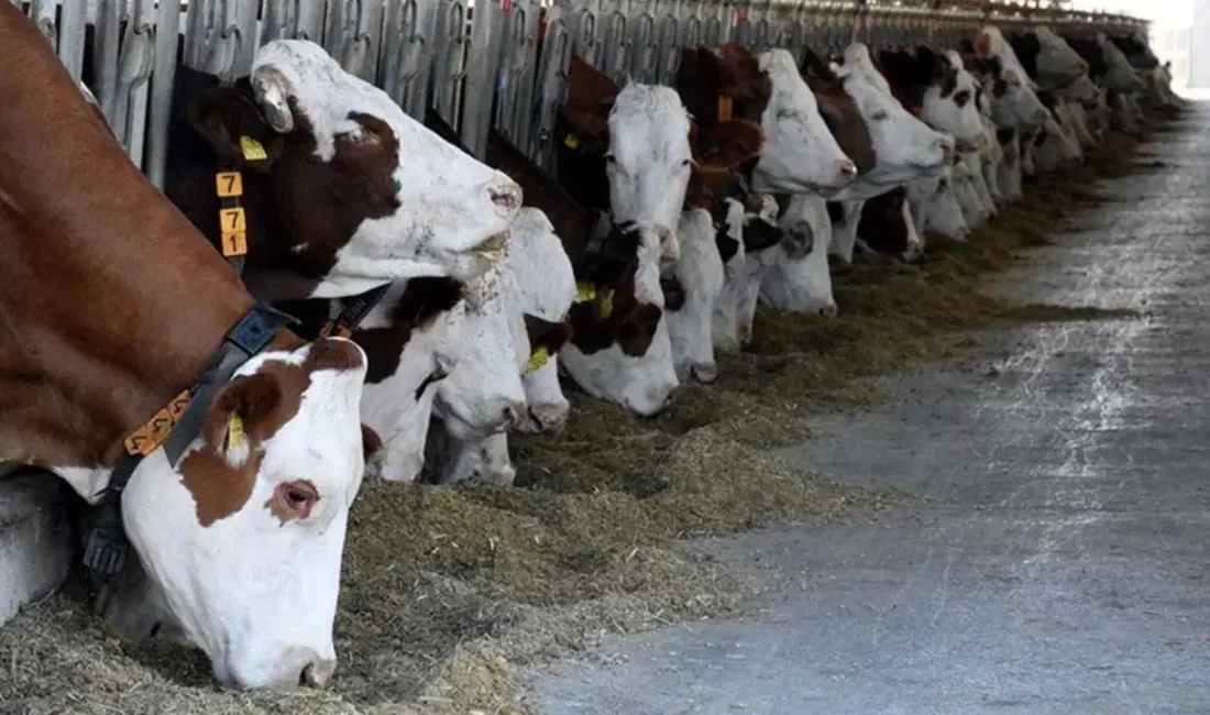 Aydın'ın Nazilli ilçesinde şap hastalığının tespit edilmesi sonucu mahallelerde karantina