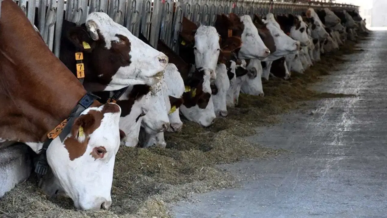 Aydın'ın Nazilli ilçesinde şap hastalığının tespit edilmesi sonucu mahallelerde karantina