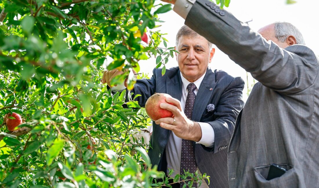 İzmir Büyükşehir Belediye Başkanı Dr. Cemil Tugay, Selçuk’ta nar hasadına