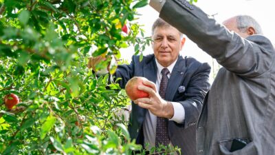 İzmir Büyükşehir Belediye Başkanı Dr. Cemil Tugay, Selçuk’ta nar hasadına
