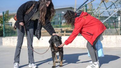 İzmir Büyükşehir Belediyesi, önceki gün Menemen’de çıkan yangından kurtarılan köpek