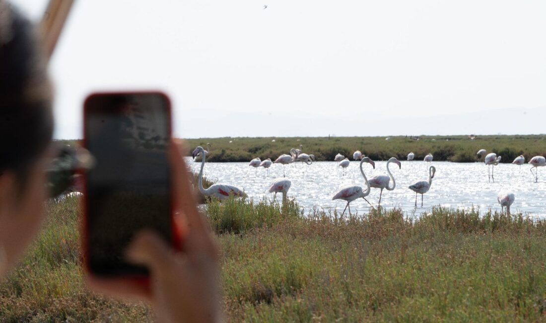İZDENİZ, doğayı, tarihi ve lezzeti buluşturan yeni turlarını duyurdu. Flamingo