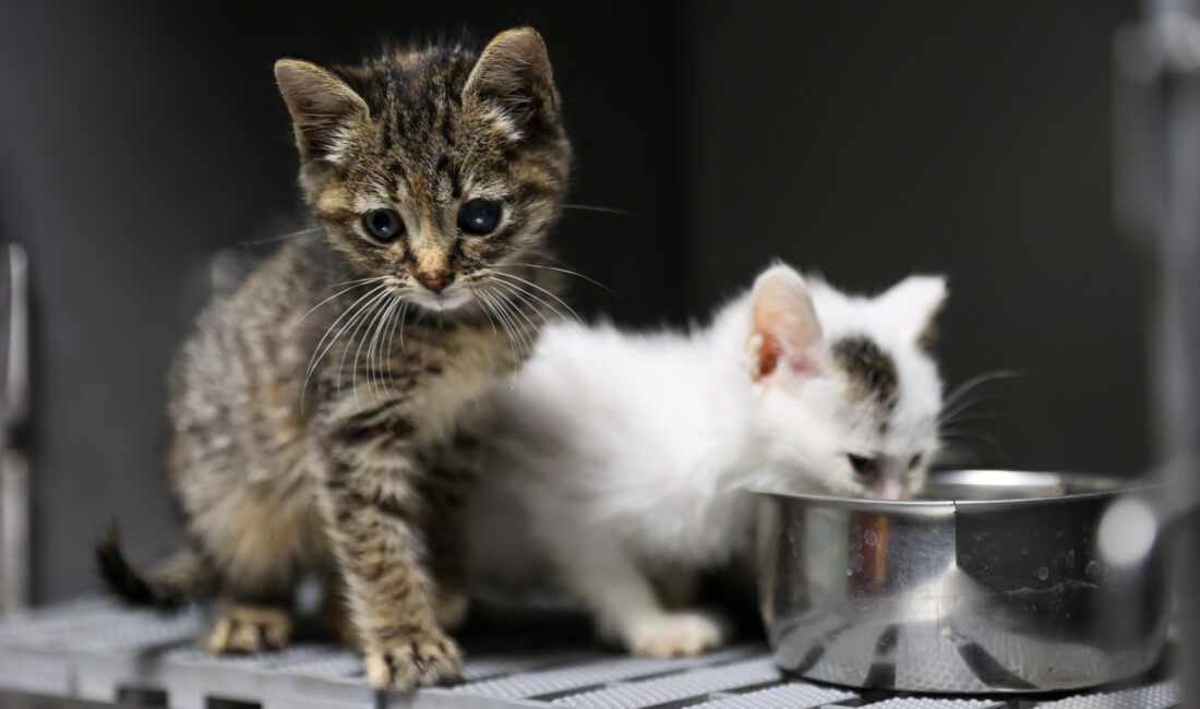 Yeni kısırlaştırma ünitesiyle kediler için modern ve güvenli bir operasyon