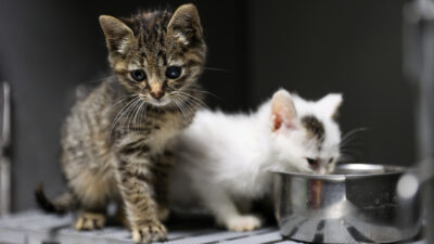 Yeni kısırlaştırma ünitesiyle kediler için modern ve güvenli bir operasyon